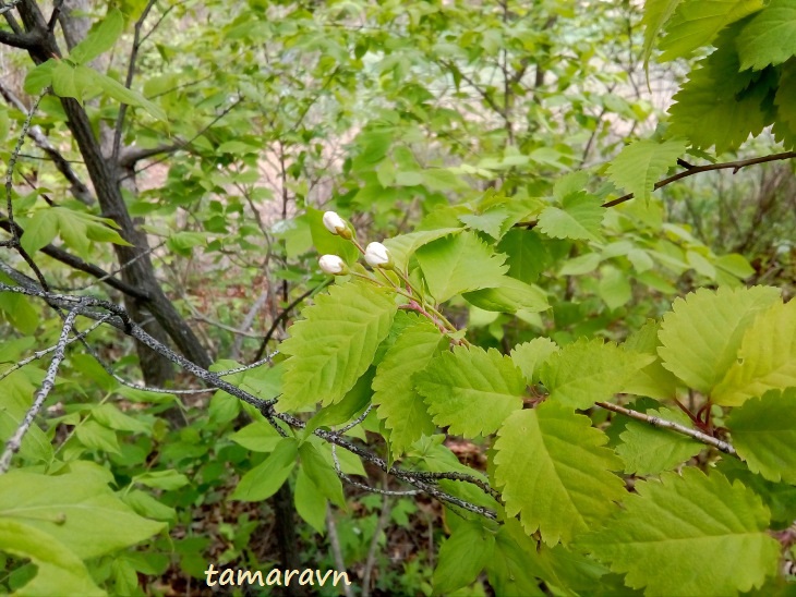 Вишня Максимовича / Черёмуха Максимовича (Cerasus maximowiczii, =Prunus maximowiczii, =Padus maximowiczii)