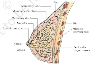 A diagrammatic sectional view of Mammary gland