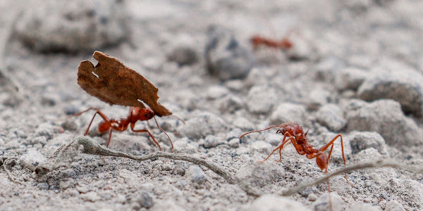 How do ants carry objects larger than themselves?