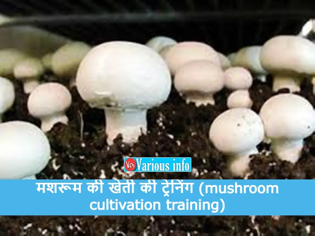 मशरूम की खेती की ट्रेनिंग (mushroom cultivation training)