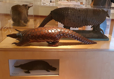 Animal Exhibits in glass cases including armadillo and badger