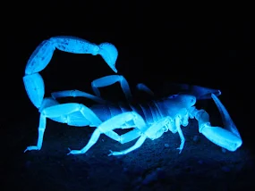 a scorpion is fluorescing under blacklight