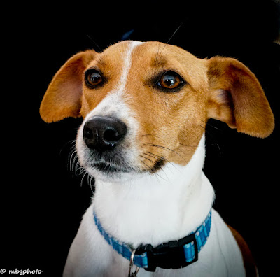 jack russell terrier dog photo by mbgphoto