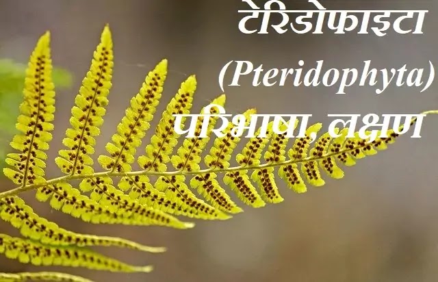 टेरिडोफाइटा (Pteridophyta) : परिभाषा, लक्षण|in hindi