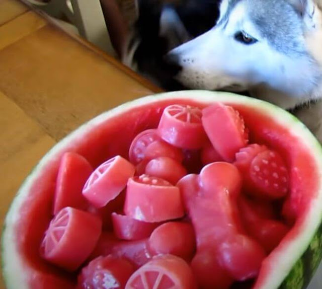 serving dog with watermelon seeds