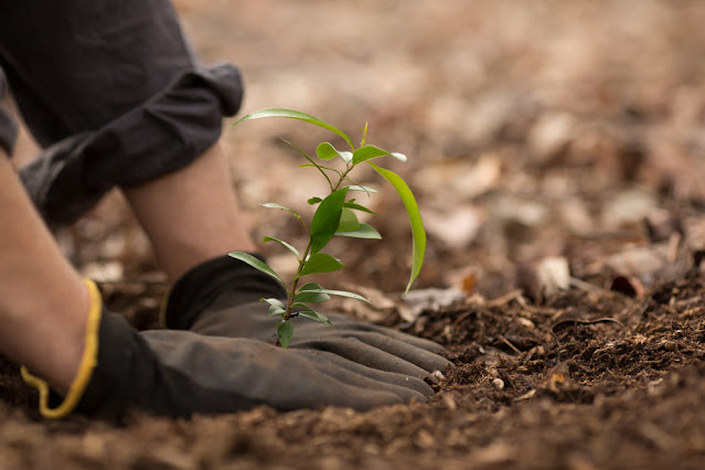 Planting To Fight Climate Change