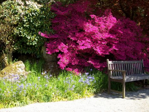 Spring gardens in Cornwall