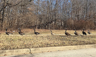 Geese Coming Home article photo