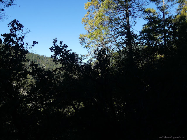 38: canyon behind dark trees