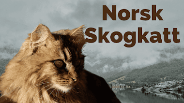 Norsk Skogkatt