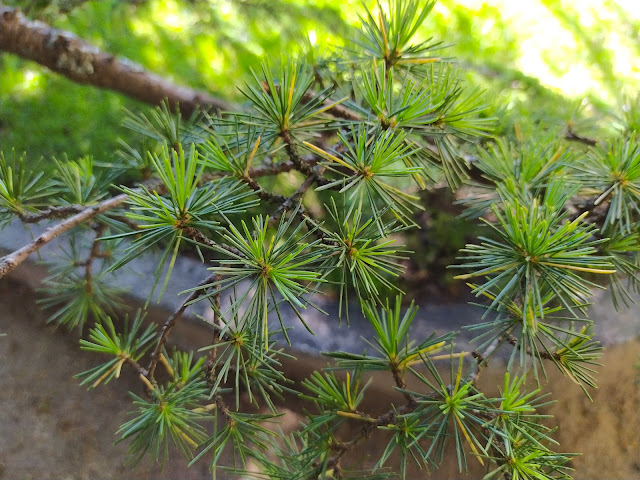 Cedro del Líbano (Cedrus libani A.Rich.).