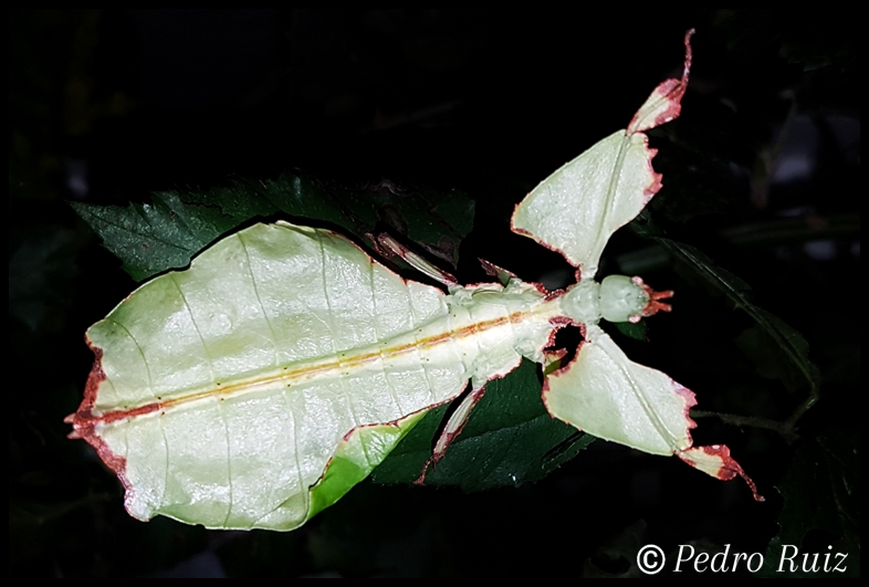 Ninfa L6 de Phyllium giganteum, 7 cm de longitud