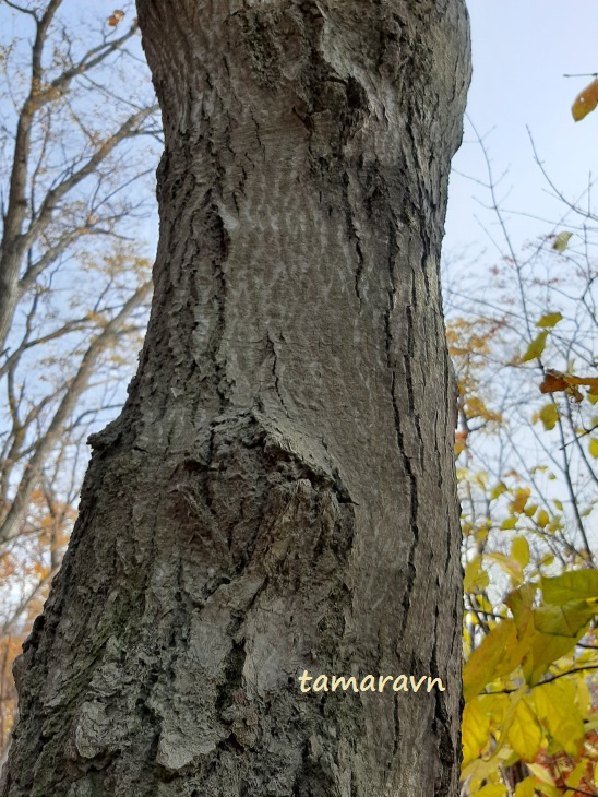 Мелкоплодник ольхолистный / Рябина ольхолистная (Micromeles alnifolia, =Sorbus alnifolia)