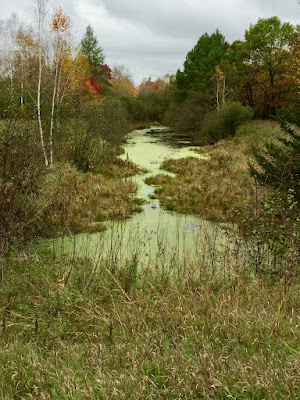 does healthy water look like this?