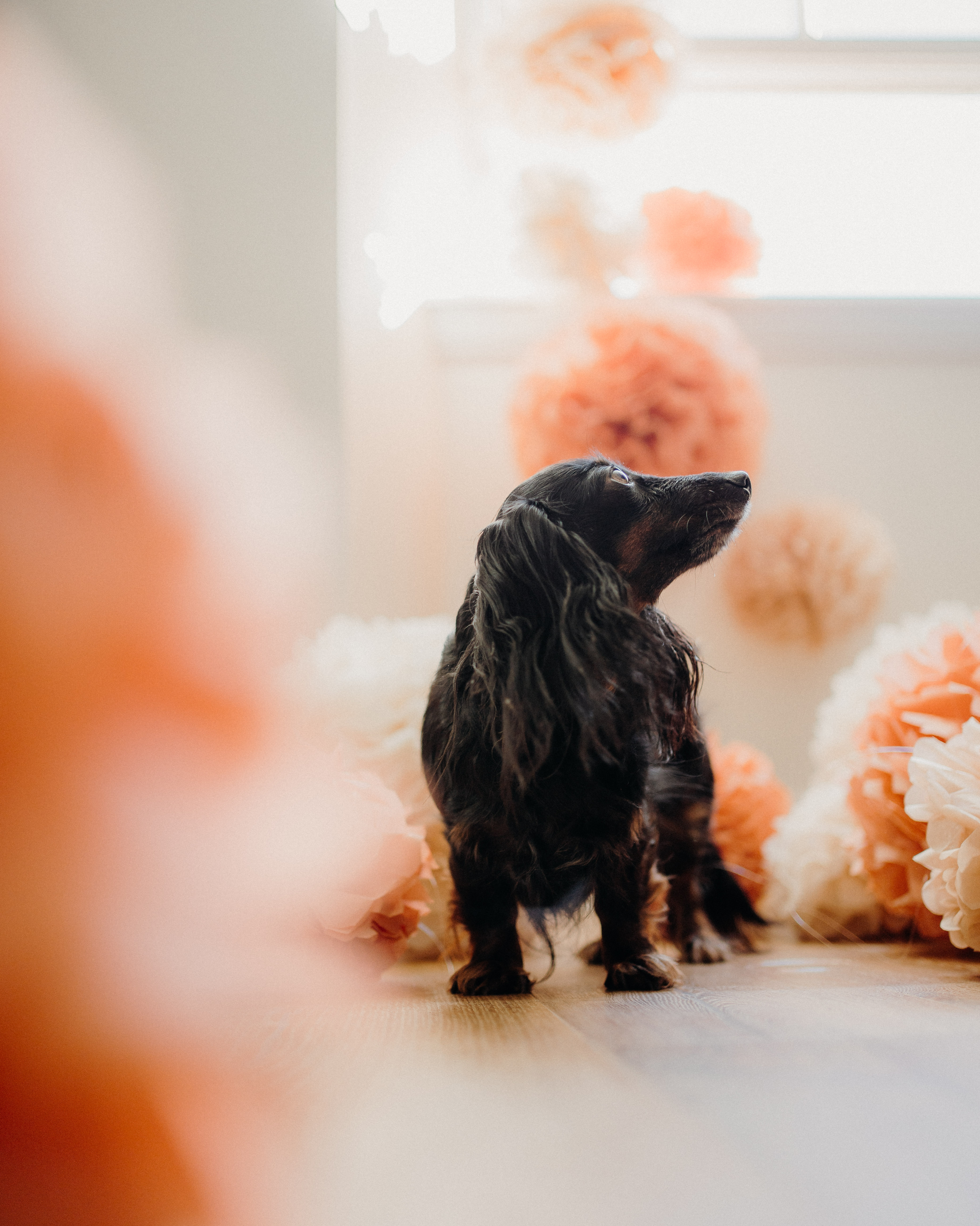 Dachshund Birthday Photo Shoot Flower Pom Poms liquid grain