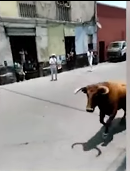 Perú: Sueltan toros en la calle por aniversario del Rímac: Un hombre resultó herido