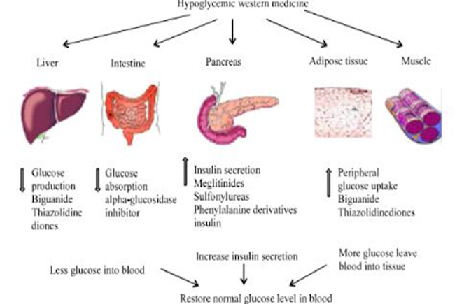 DRUGS FOR DIABETES MELLITUS