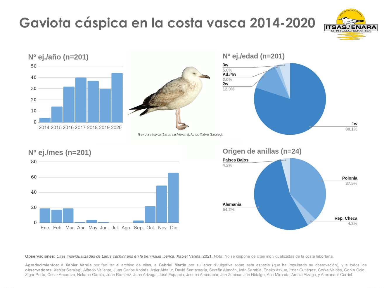 Gaviota cáspica en la costa vasca 2014-2020