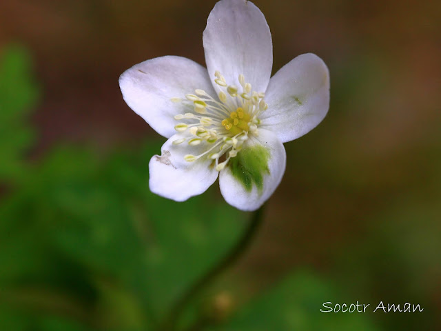 Anemone flaccida