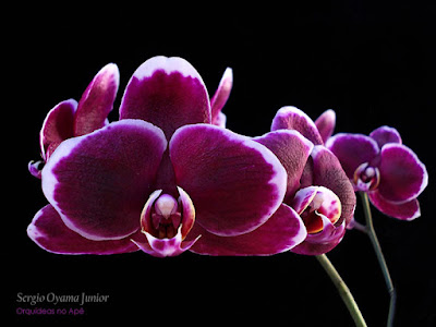 Phalaenopsis Everspring 'Prince'