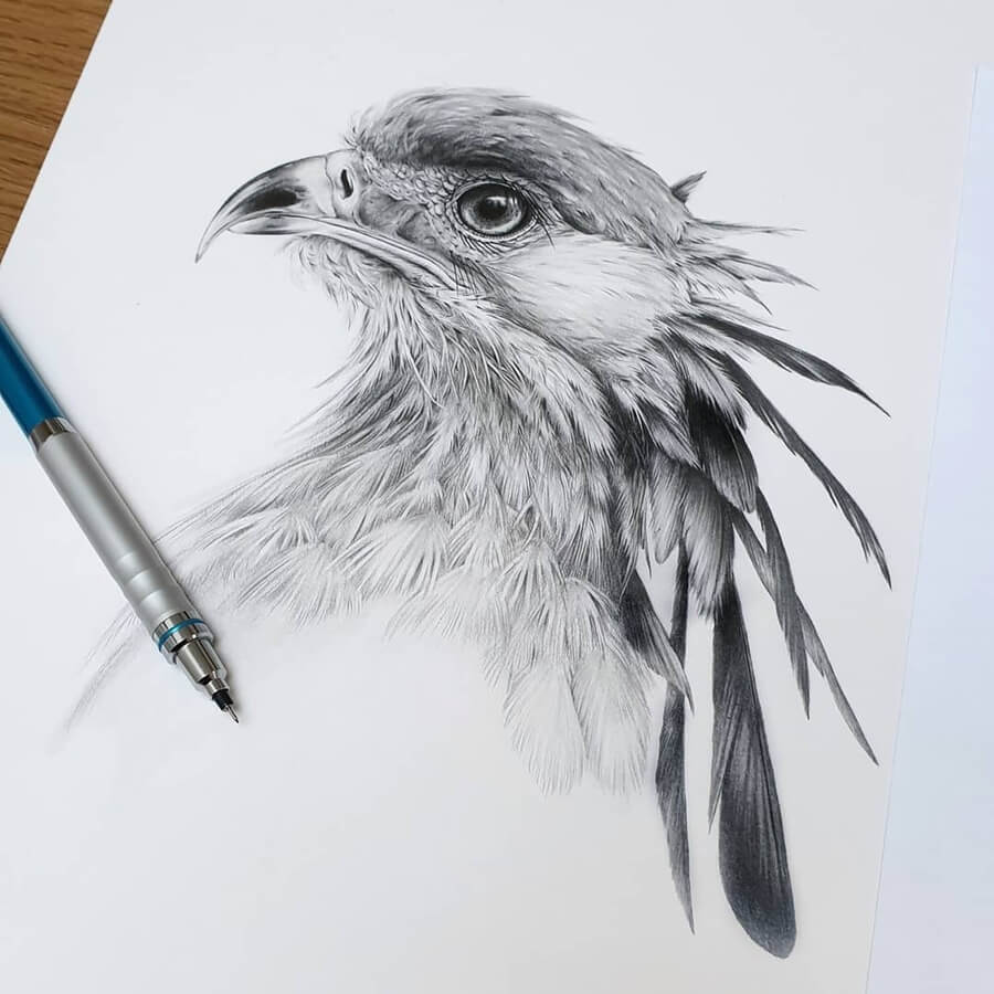 03-Bird-of-prey-Kerry-Jane-www-designstack-co