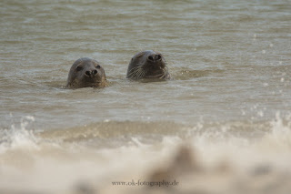 Wildlifefotografie Helgoland Düne Kegelrobben