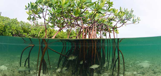 Mengenal Teknik Rehabilitasi Hidrologi Mangrove Untuk Memaksimalkan Pelestarian Kawasan Hutan Pesisir
