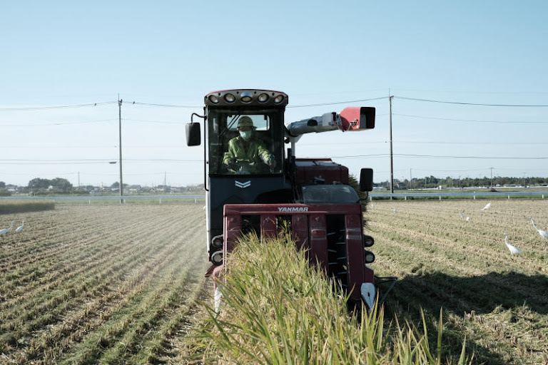Tokyo Fights Inflation: Japan Releases Rice Reserves