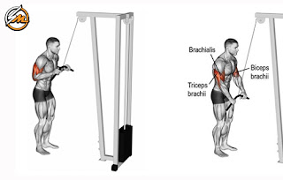 The 6 Most Effective Triceps Exercises
