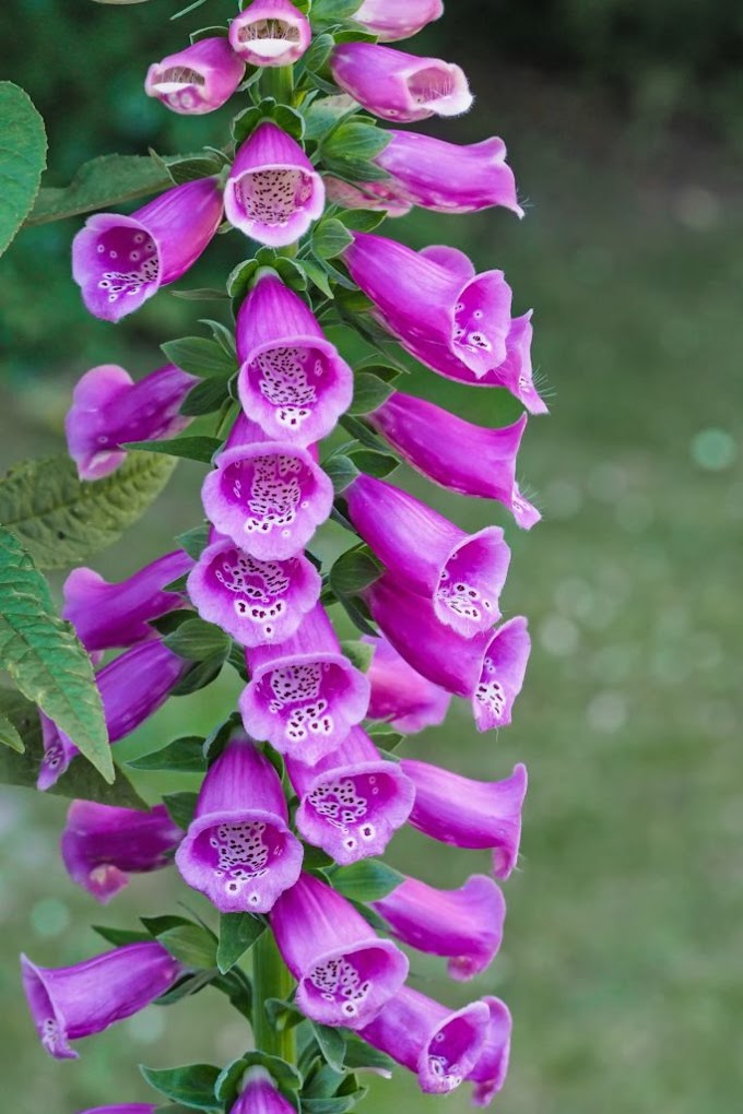 Cvijet Digitalis (lisičarka) simbol zaštite i ozdravljenja