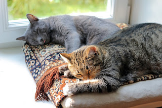 Cara Membedakan Kucing Persia Dengan Kucing Anggora