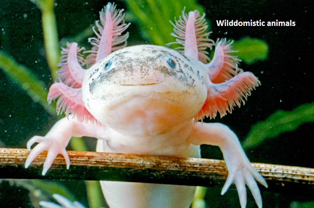 Regenerating salamander (Axolotl)