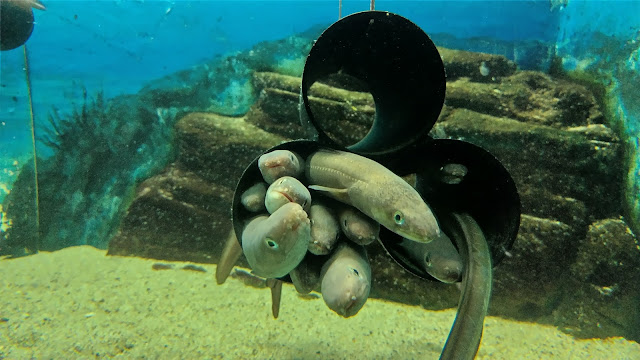 須磨水族園 スマスイ 神戸