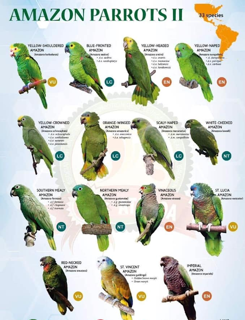 Amazon Parrots: