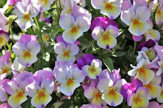 How-to-Get-Lots-of-Flowers-on-Pansies