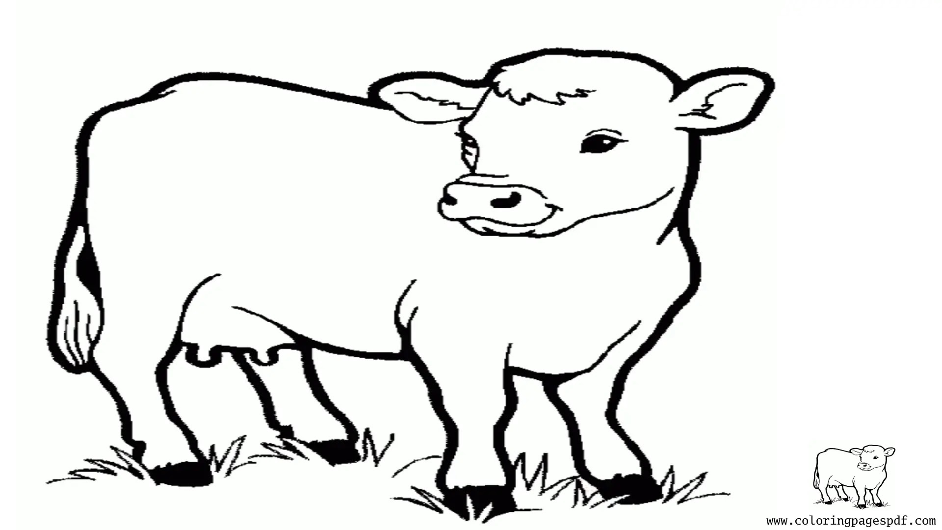 Coloring Page Of A Young Cow