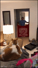 Funny Cat GIF • What The Fluff Challenge • Funny MeerCAT reaction. 'I think my cat is broken, haha!' [ok-cats-gifs.com