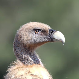 AVES DEL CIELO