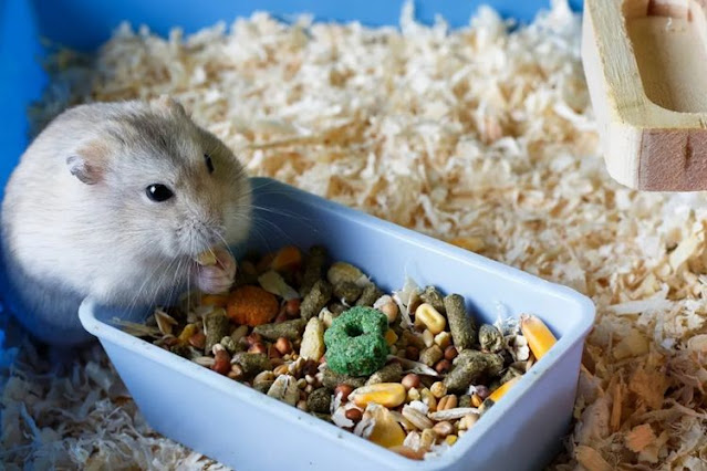 Cara Memelihara Hamster Dirumah Untuk Pemula