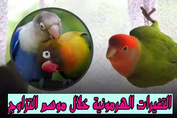 التغيرات الهرمونية خلال موسم التزاوج - Nooh Freestyle