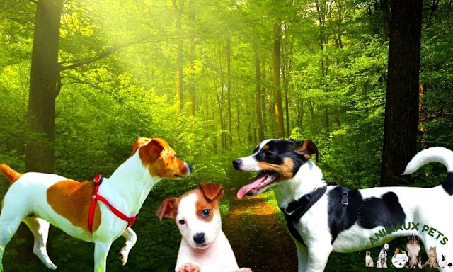 The Jack Russell terrier, a lively little dog full of vitality