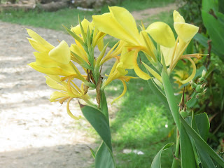 Canna Glauca . Photo: Arham