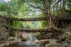 The ingenious living bridges of India