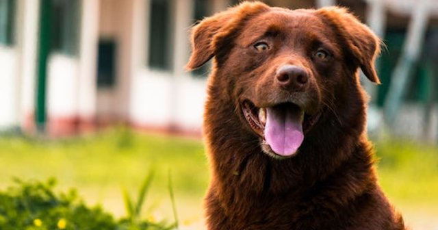 Dog's Tongue