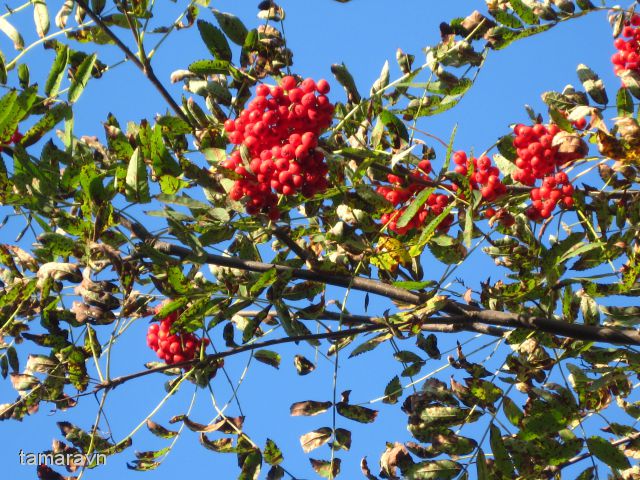 Рябина амурская / Рябина похуашаньская (Sorbus amurensis, =Sorbus pohuashanensis)