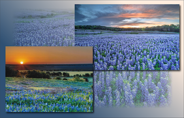 Two photos of bluebonnet meadows at sunset.