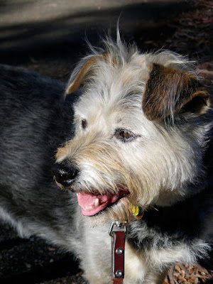 A Happy Dog: photo by Cliff Hutson