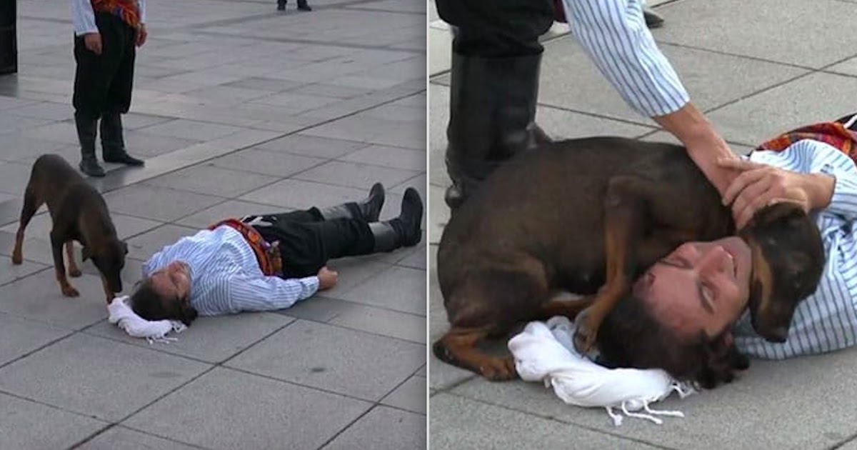 Stray Dog Interrupts Public Play To Comfort Actor Pretending To Be Injured