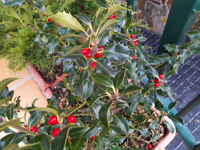 Acebo "Alaska" (Ilex aquifolium "Alaska").