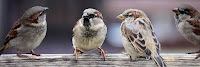 World sparrow day par kavita